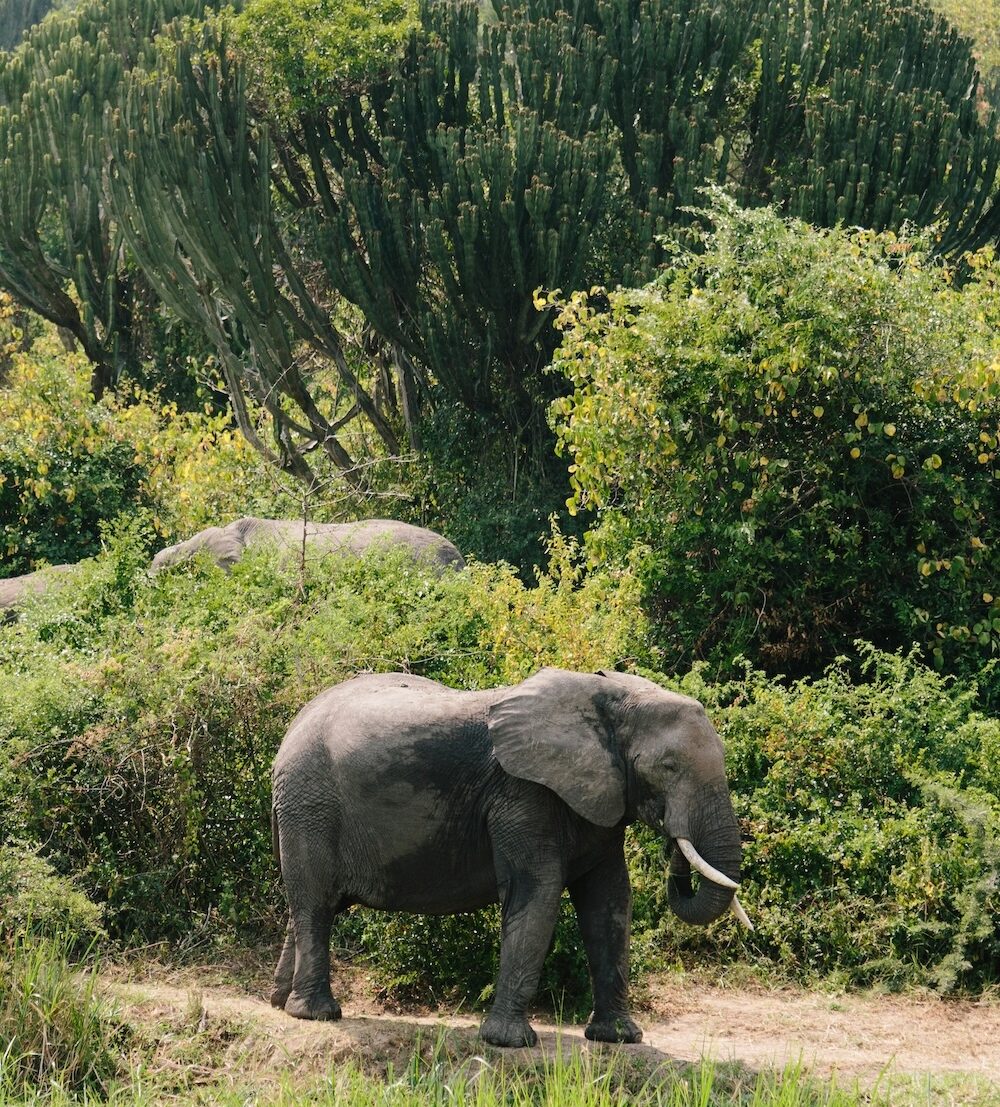 luxury escapes - uganda travel