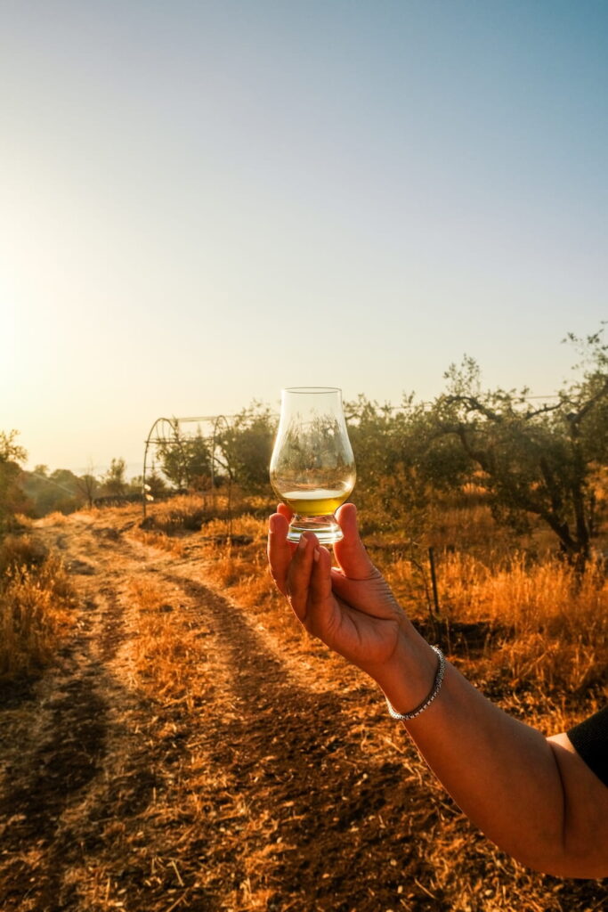 olive oil tasting