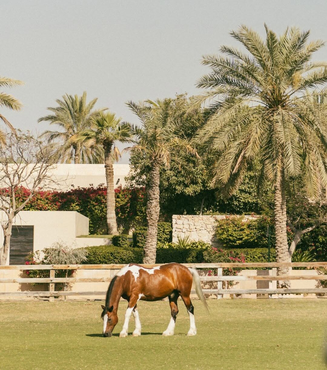 melia desert palm